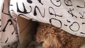 ПЕРВЫЕ РОДЫ У ТОЙ ПУДЕЛЯ/ЩЕНКИ В НАШЕЙ ЖИЗНИ! ЧЕРЕШНЯ И ЛЛОЙСИК - РОДИТЕЛИ