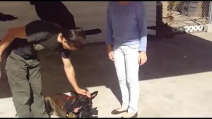 Agility Dog Training - Obedience Dog Training