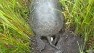 Черепаха откладывает яйца.