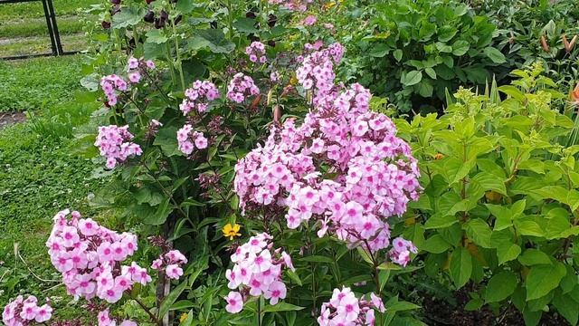 Флоксы. Секрет пышных флоксов. смотреть онлайн