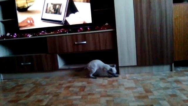 лысый кот помогает мыть полы смотреть онлайн