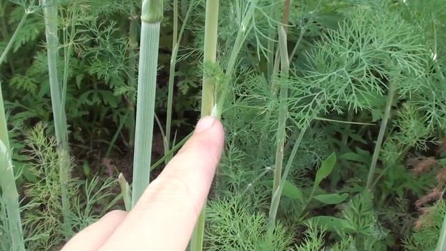 Выращивание укропа. смотреть онлайн