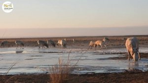 Приоткрывая заповедные двери… Добрая свадьба – неделю.