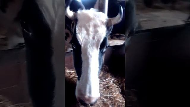 Кормление коров сенажем в упаковке