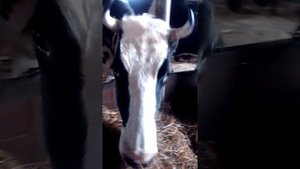 Кормление коров сенажем в упаковке