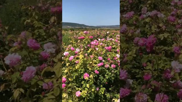 🔔❤️❤️❤️С наилучшими пожеланиями к вам, дорогие подписчики и гости моего канала!