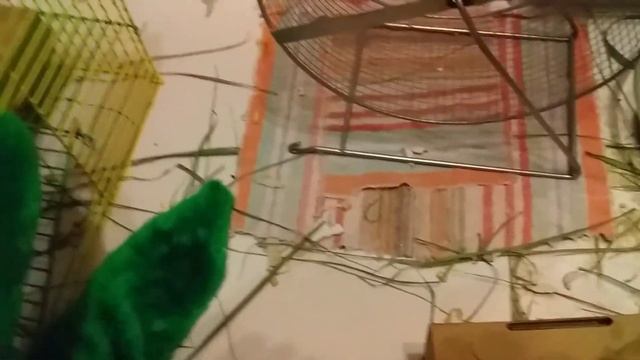 Сирийский Хомяк по имени Заяц и Кукуруза на обед смотреть онлайн