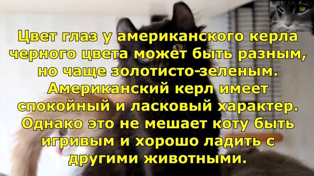 10 самых красивых черных кошек разных пород. Топ 10 лучших.