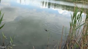 КАРАСЬ В МАЕ НА ЧТО ЛОВИТЬ.