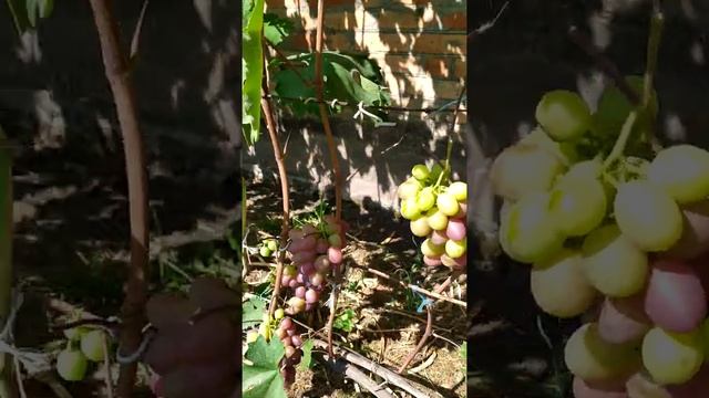 Ежевика+ Виноград Низина,к-ш Красное пламя 2019 08 07 смотреть онлайн