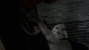 Котенок зацепился за куртку