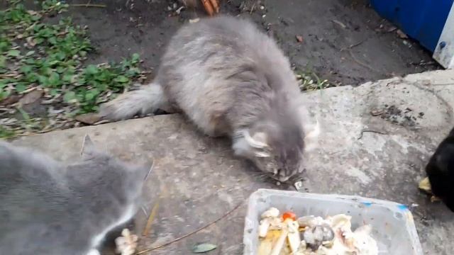 ЖИВЁМ В СЕЛЕ! ПОСАДИЛА ЦВЕТЫ. КУРИЦА С АЙВОЙ.