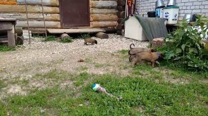 Щенки малинуа, Э-помет, питомник Frei Wind. Возраст 1 месяц