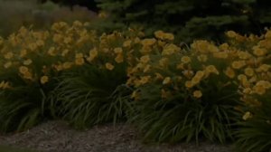 Многолетние растения для тенистых уголков сада