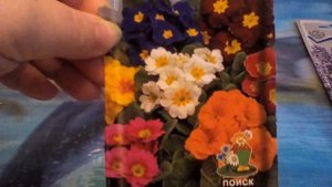 Стратификация семян примулы.