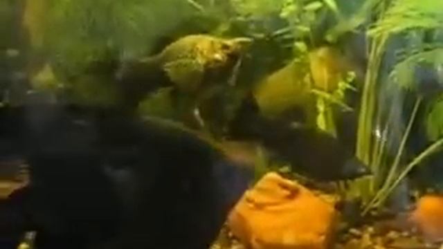 Аквариум 200 литров  Релаксация смотреть онлайн