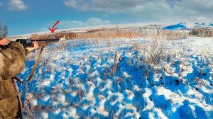 СТОЛЬКО ЗАЙЦЕВ Я ЕЩЕ НЕ ВИДЕЛ, Четыре зайца с куста. Добыл двоих.
