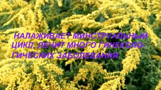 Золотарник Канадский - Лечебные Свойства.