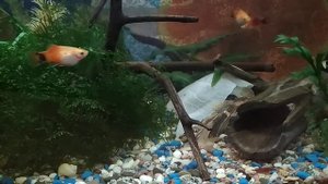 Улитки ампулярии. Результат хорошего кормления.