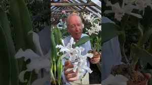 The Charms of Laelia crispa