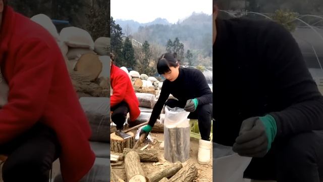 Wood Packing Technique For Growing Lingzhi ( Reishi  Mushroom) #satisfying #short