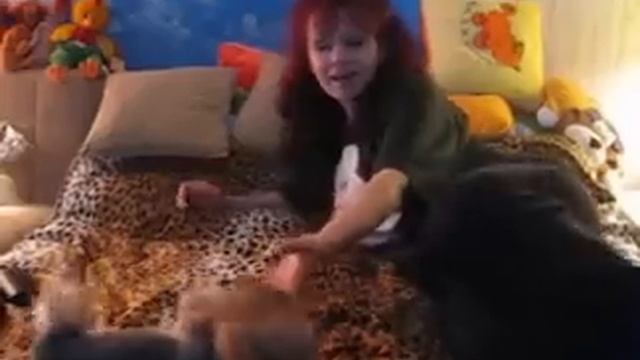 Стрижка йорков у Люси в Медведково, СВАО смотреть онлайн