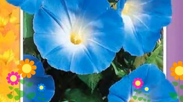 Ипомея пурпурная вьюнок Небосвод. Краткий обзор, описание характеристик, где купить семена смотреть онлайн