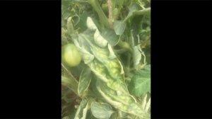 Из-за чего могут возникать желтые пятна на листьях томатов?