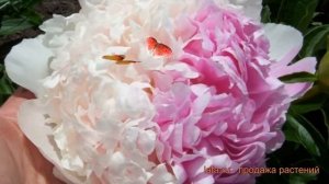 Пион травянистый Мистер Эд (paeonia) ? пион Мистер Эд обзор: как сажать саженцы пиона Мистер Эд
