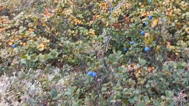 Чукотка, грибы и ягоды #видео #лето2023 #вахта #чукотка #север #топчик #работаюнасевере #рек #сопки