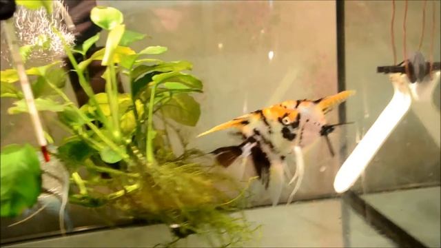 Разведение скалярий часть 2