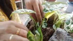 POTHOS AND SYNGONIUM ARRANGEMENT WITH DRIFT WOOD AND WOOD STONE (no talk) @Mommy Lhyn's Garden