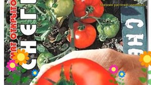 Томат Снегирь. Краткий обзор, описание характеристик, где купить семена solanum lycopersicum Snegir