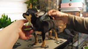 ОПРЕДЕЛЯЕМ качество ПОМЁТА Щенков породы ЧИХУАХУА / Учимся ЧИТАТЬ документы на щенка ДО ПОКУПКИ