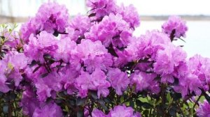 азалия и ее виды