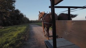 Fall Harvest with Will Tang - My Niagara Experiences