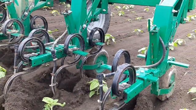 Междурядная обработка крупноплодного подсолнечника . Кубань