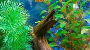 Анциструс: виды, уход, содержание, поведение и совместимость, половые отличия, размножение, питание