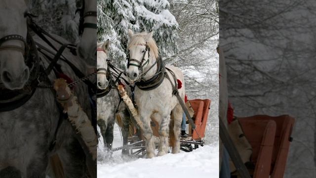 МУДРЫЙ СТАРИК.☘Притча ОШО|Притча о том, что надежда есть всегда|Мудрости жизни|Мудрость Востока