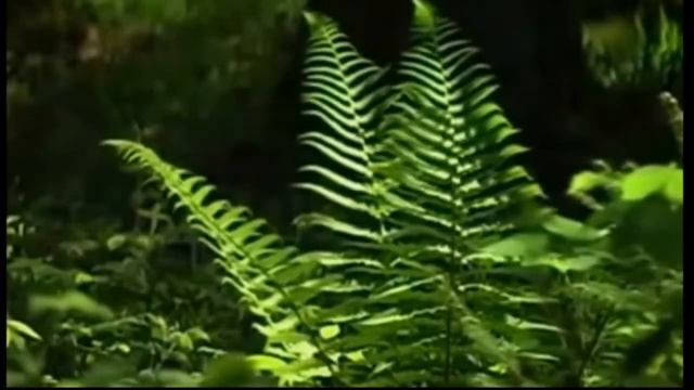 Звуки Природы / Пение птиц в сказочном лесу смотреть онлайн