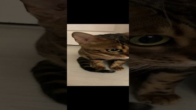 бенгальская кошка
