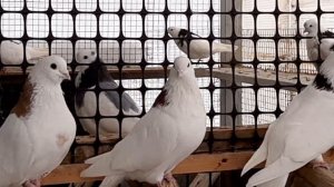 Ижевские голуби.