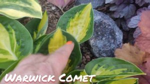 Хоста Warwick Comet