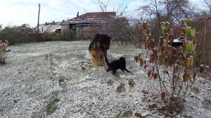 Пришла зима. Winter came.