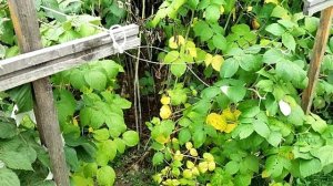 Обрезка летней малины (не ремонтантной)// Последствия болезни Дедимелла