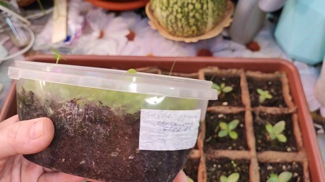 Обзор рассады в конце февраля#влог#сибирь#дача#огород#рассада#цветы#садоводство смотреть онлайн