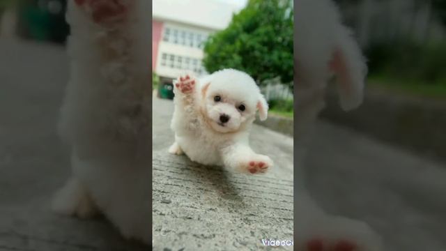 Милые собачки #собачки #мило #топ5 #топчик