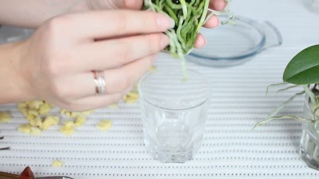 7. Орхидеи в стекле! Фаленопсис без коры/грунта. Отсаживаем детку. Убираем старые листья, 2016 смотреть онлайн