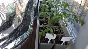 Сроки посева семян томатов для теплицы и открытый грунт в Сибири.