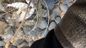 Рыбалка в Ейске.  Ловим тарань в Александровке. 4.11.20.